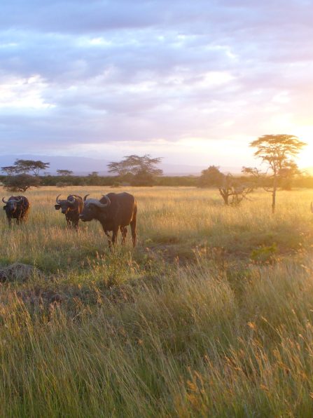 African_buffalo_kenya